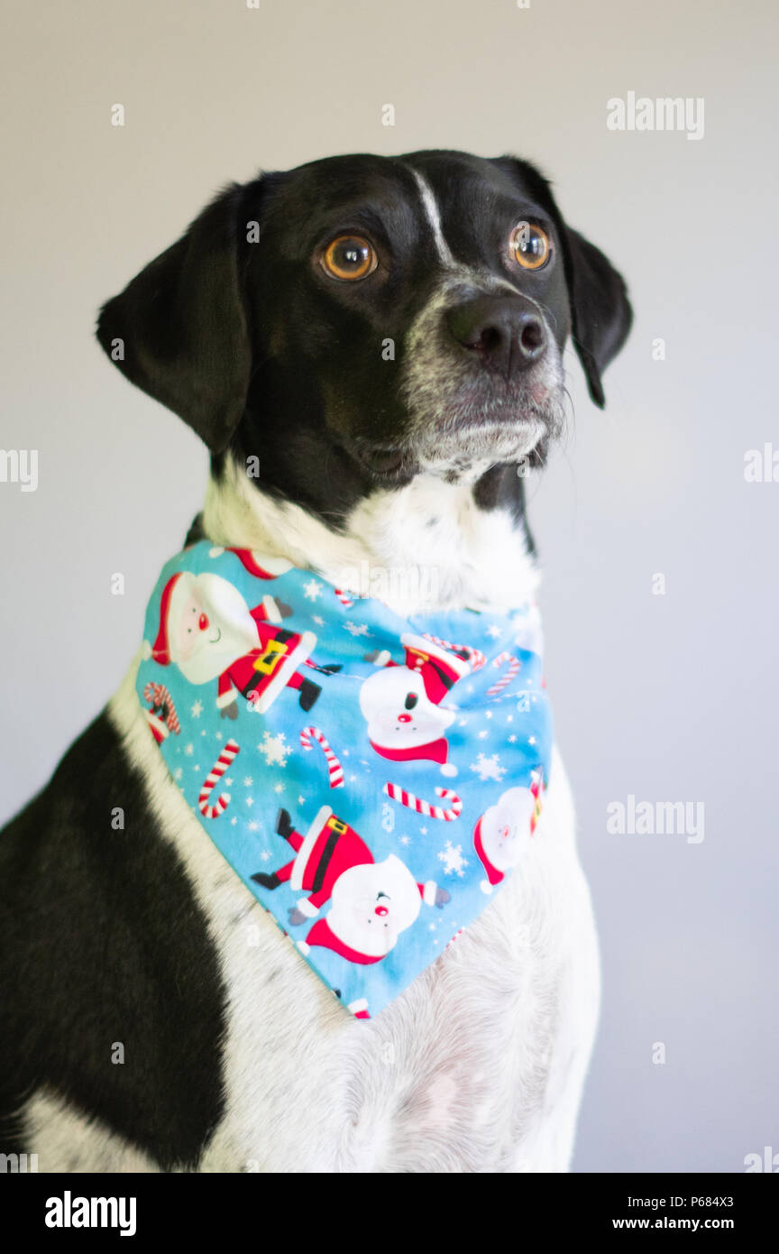 dog santa bandana