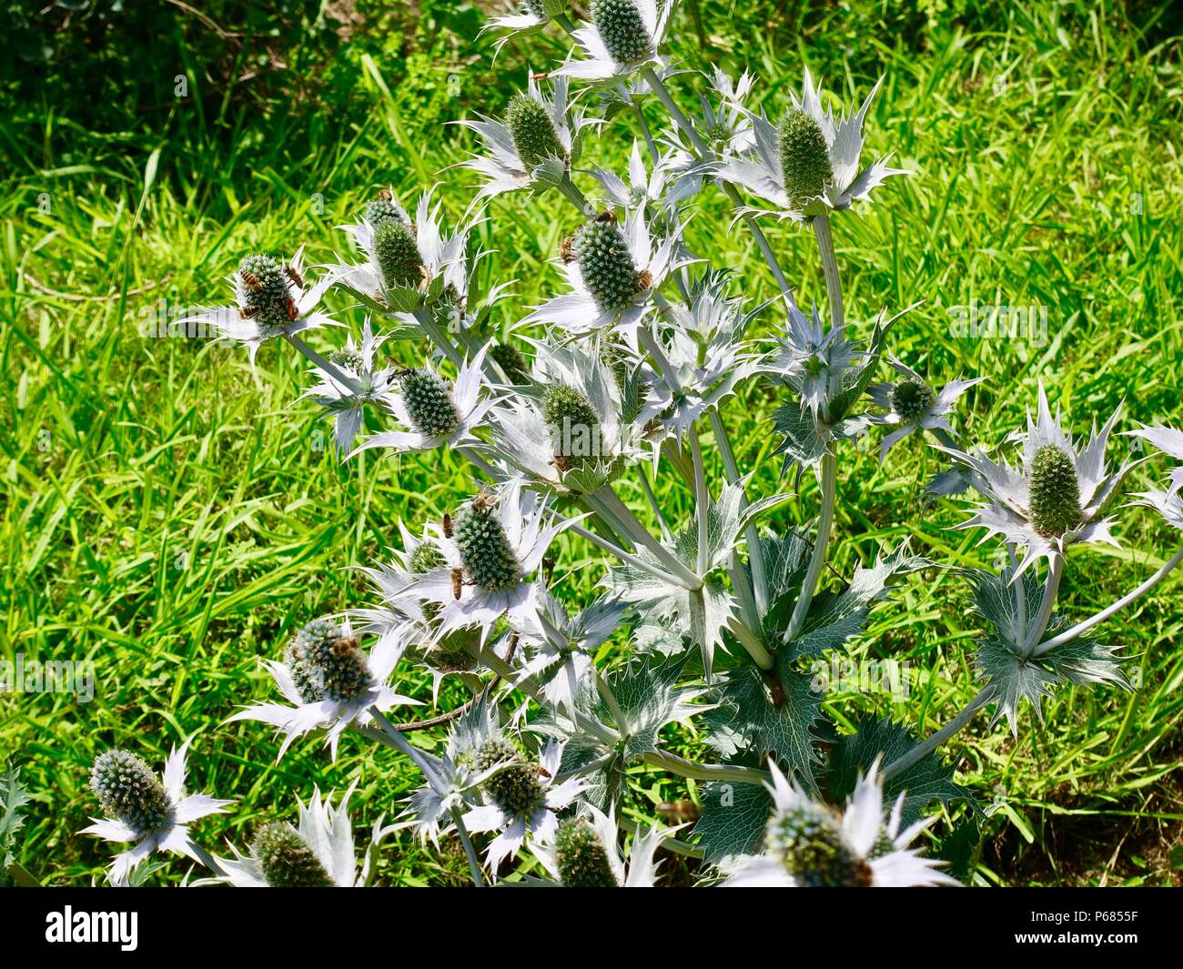 Eryngium giganteum, Sea holly, covered with pollinators, Northern France Stock Photo