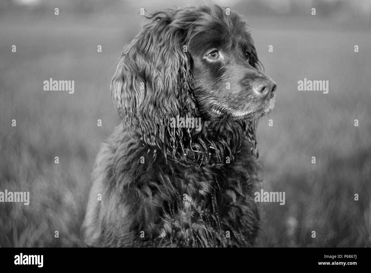 Working cocker spaniel in a field Stock Photo - Alamy