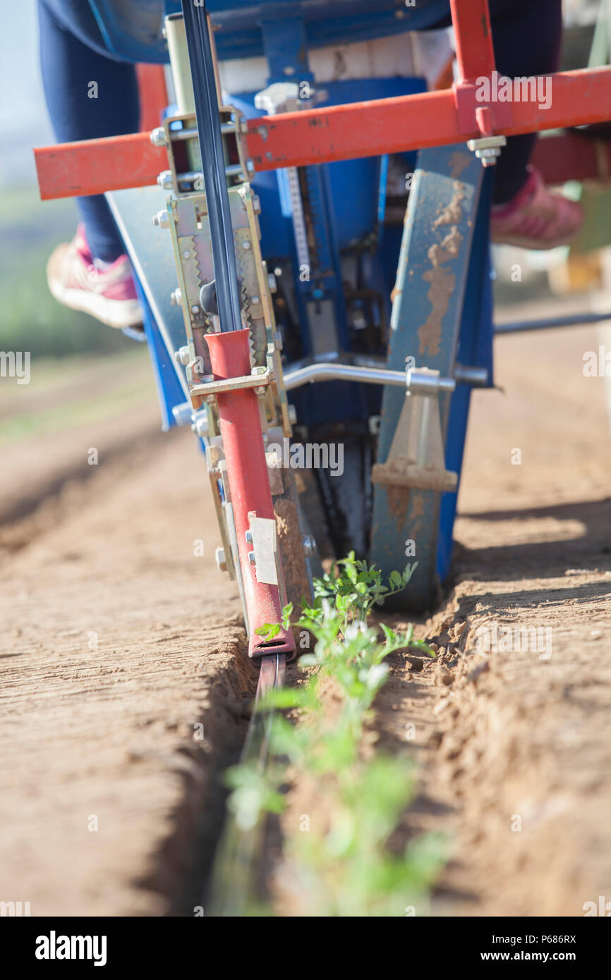 Transplanter machine injecting drip irrigation tape on ground. Tomato planting process Stock Photo