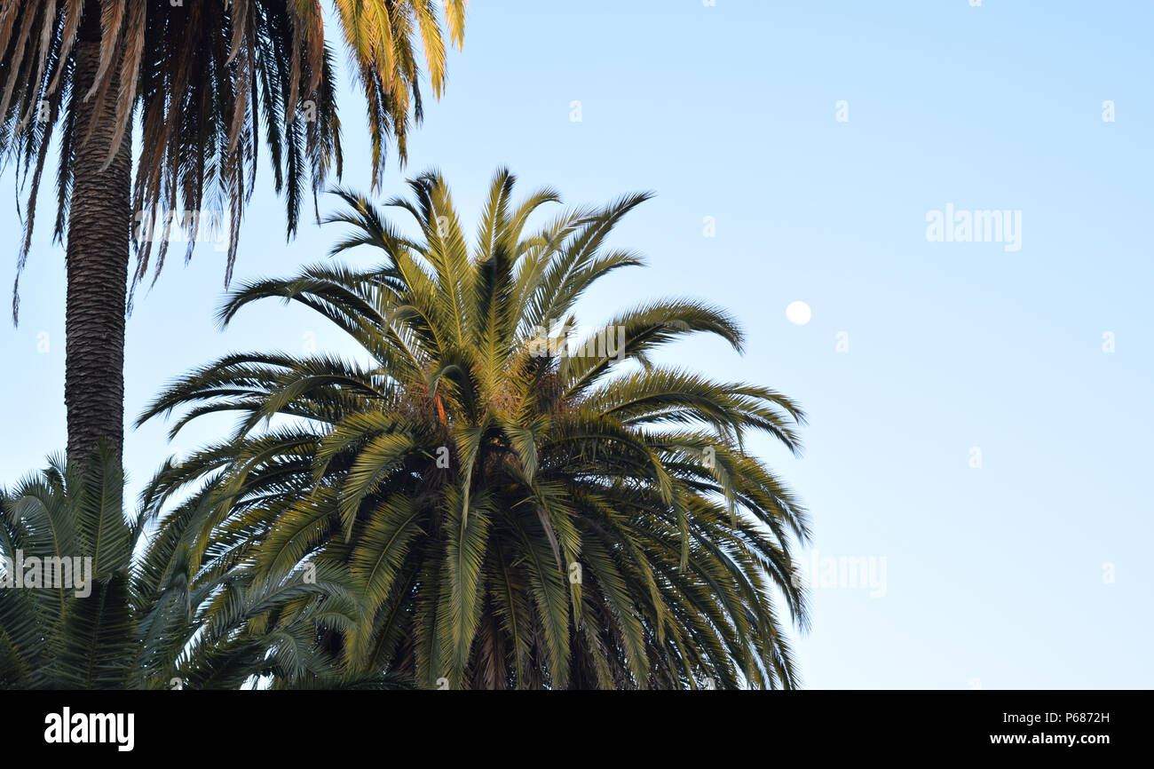 A mature pair of canary island date palm trees soak up the last rays of evening sunshine in the center of the city of Sebastopol, California Stock Photo