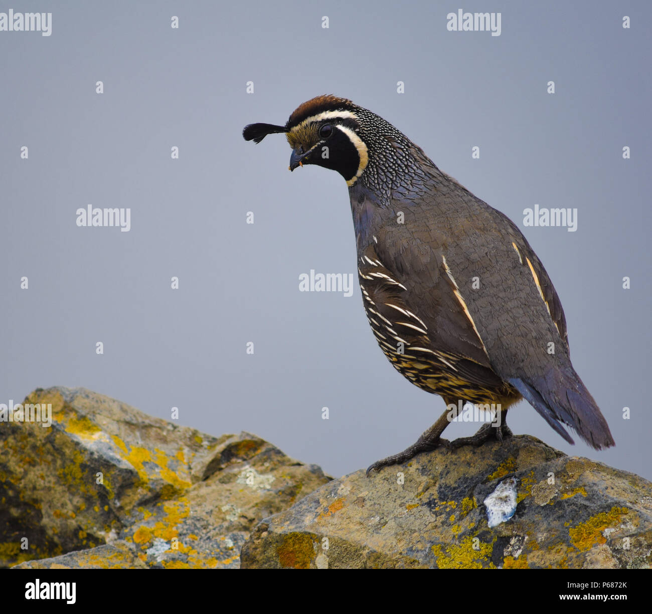 The state bird of California, Callipepla californica, or California Quail, near the summit of Mount Tamalpais in Marin Country, near San Francisco. Stock Photo