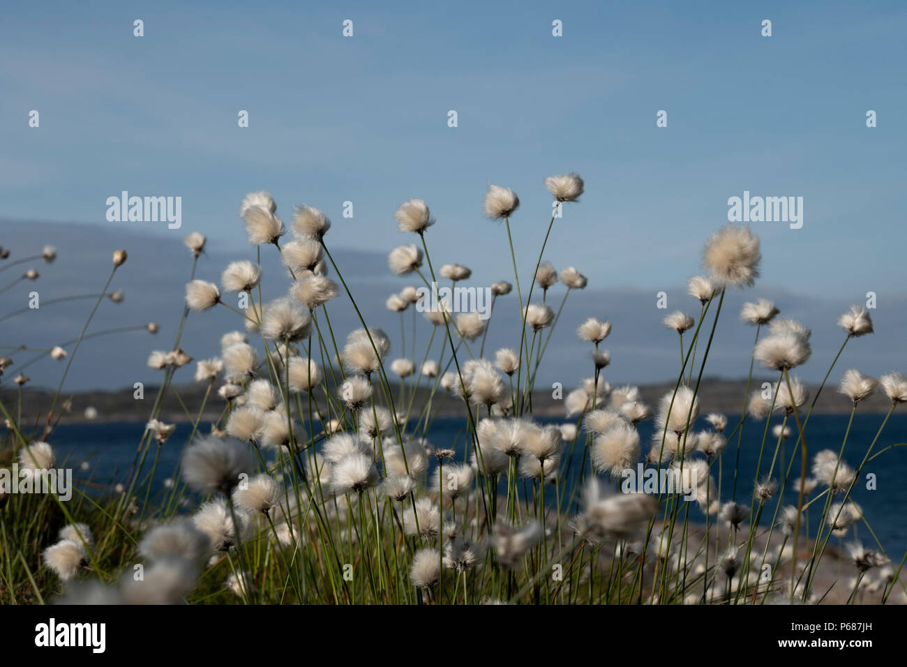 Norwegian cotton grass on the coast. Stock Photo