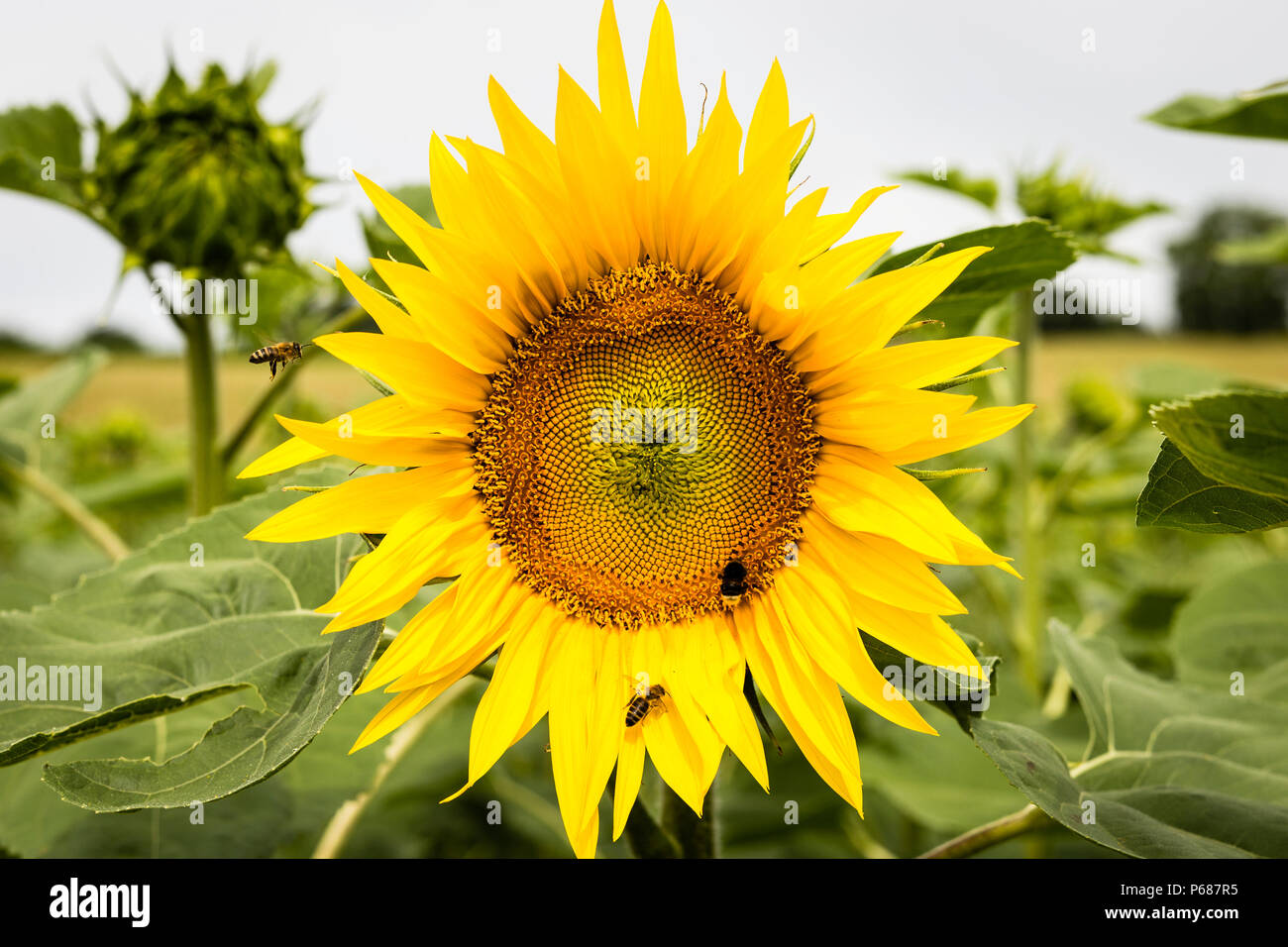 Sunflower with bees, Canton of Zurich. Switzerland Stock Photo Alamy