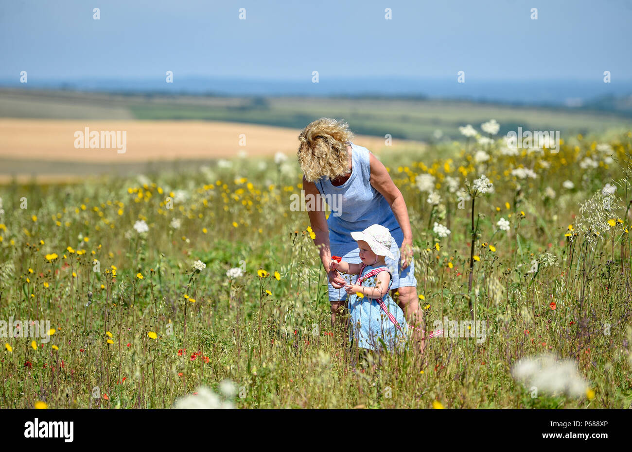 Brighton UK 28th June 2018  - A young toddler walks through a meadow with her grandmother on the South Downs just north of Brighton as the heatwave continues throughout Britain Credit: Simon Dack/Alamy Live News Stock Photo