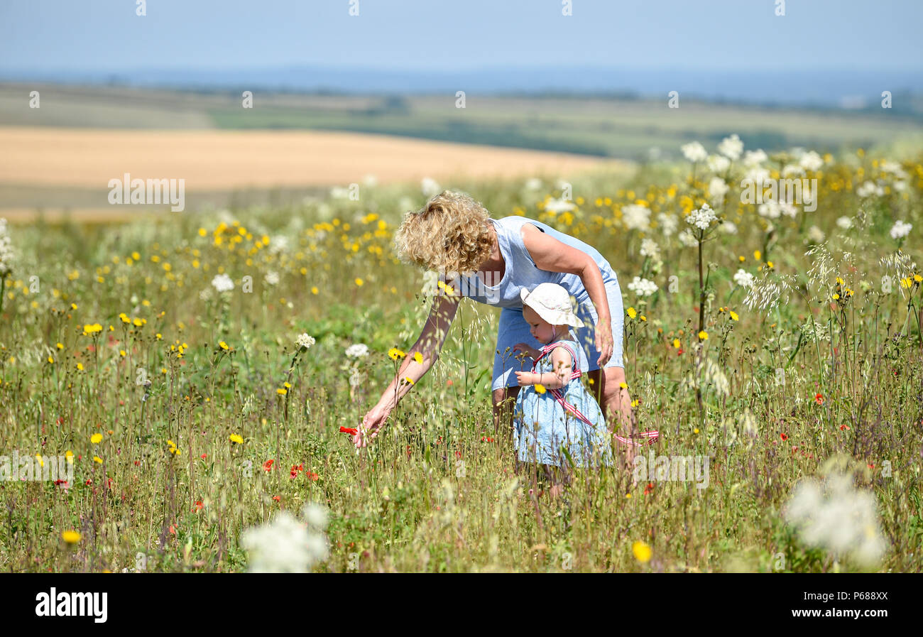 Brighton UK 28th June 2018  - A young toddler walks through a meadow with her grandmother on the South Downs just north of Brighton as the heatwave continues throughout Britain Credit: Simon Dack/Alamy Live News Stock Photo