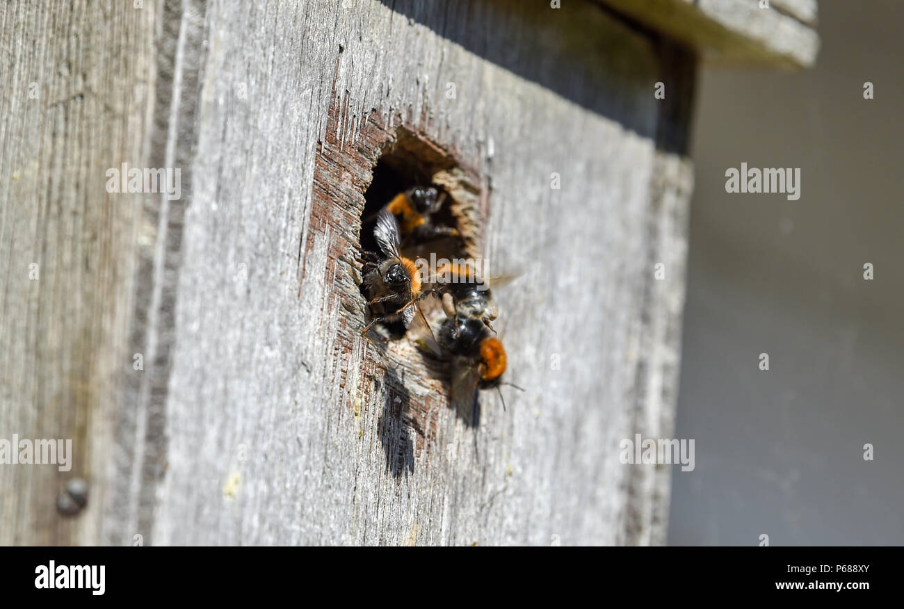 Brighton UK 28th June 2018  - A swarm of bumblebees aerate their nest to keep it cool in a bird box on the side of a house just north of Brighton as the heatwave continues throughout Britain Credit: Simon Dack/Alamy Live News Stock Photo