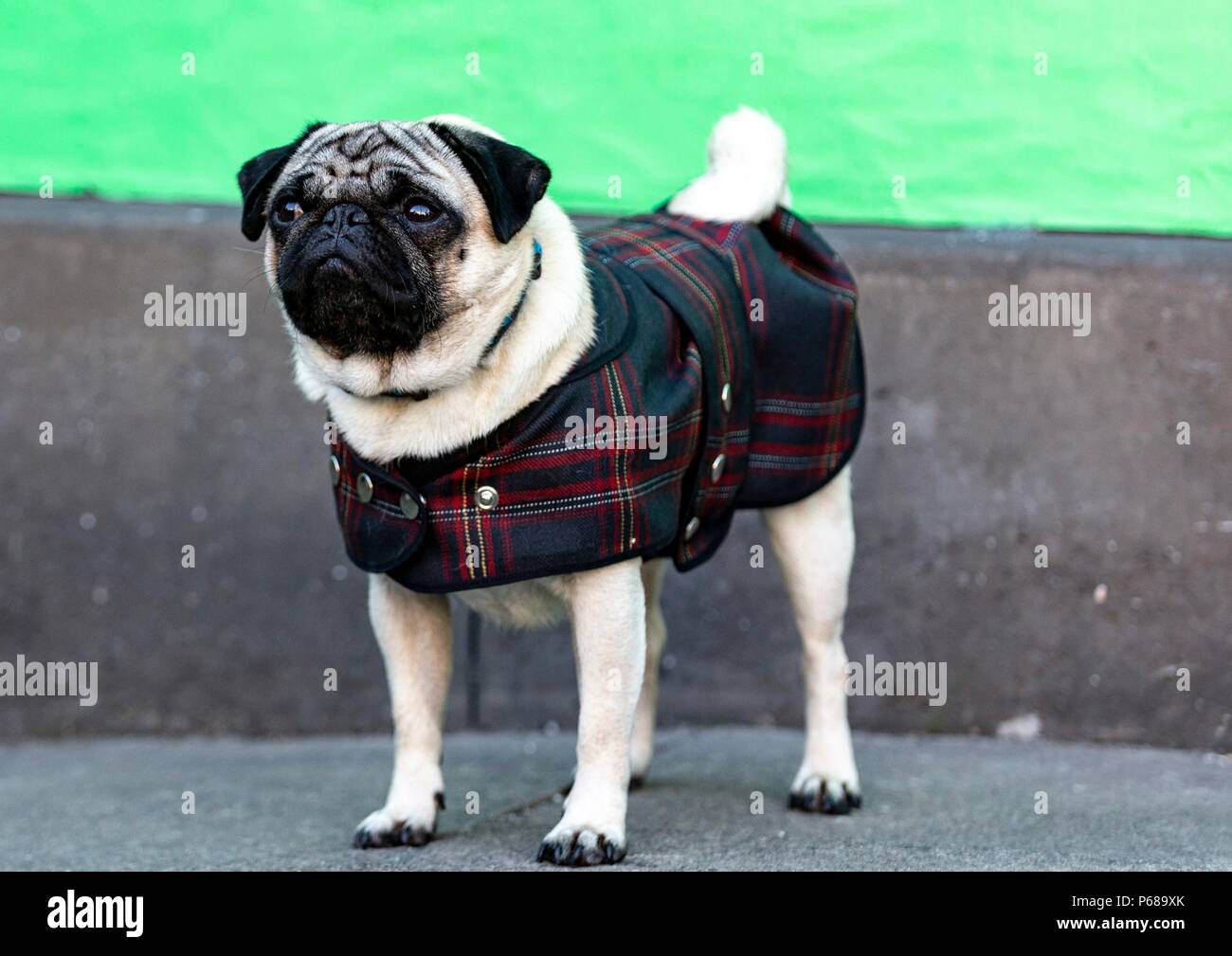 Edinburgh, Scotland, UK. 28th June, 2018. Cast and crew attend a special screening of Patrick at the Edinburgh International Film Festival.  Directed by Maddie Fletcher it stars Beattie Edmondson  Pictured: Harley the dog Credit: Rich Dyson/Alamy Live News Stock Photo