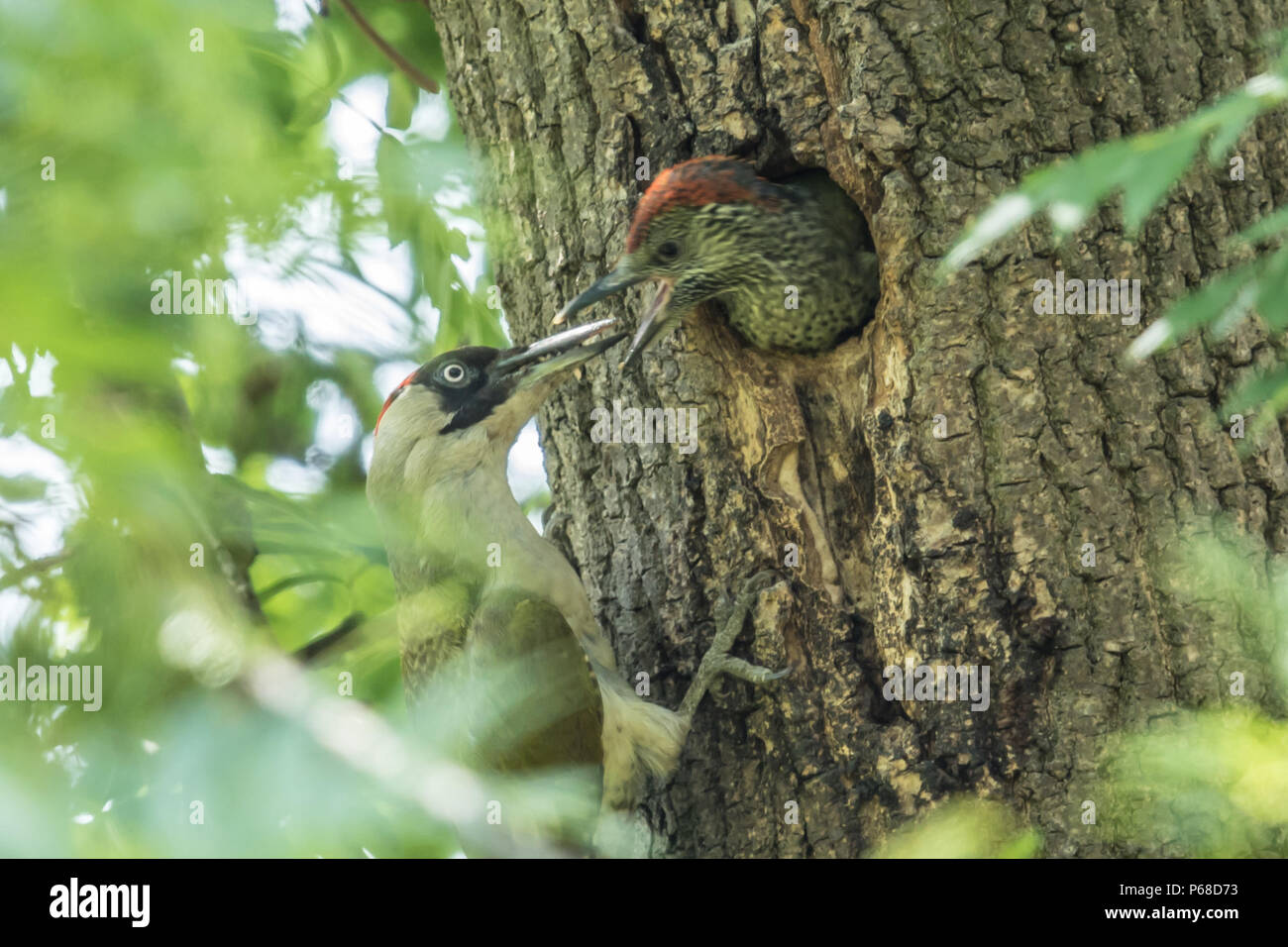 London, UK. 28 June, 2018. An adult green woodpeckers feds one of its brood at a nest site in Peckham Rye. David Rowe/ Alamy Live News Stock Photo