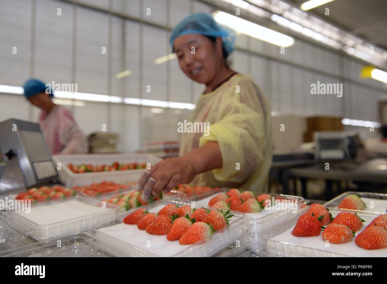 Xi'an, China's Shaanxi Province. 6th June, 2018. Workers pack up strawberries in Yuandang Village of Xiaoqiu Town in Tongchuan City, northwest China's Shaanxi Province, June 6, 2018. Tongchuan, once a manufacturing base for coal mining industry and cement production, used to suffer from environment pollutions. The local government has focused on sustainable development in the recent years and helped industries transform to grasp more opportunities. Credit: Li Yibo/Xinhua/Alamy Live News Stock Photo