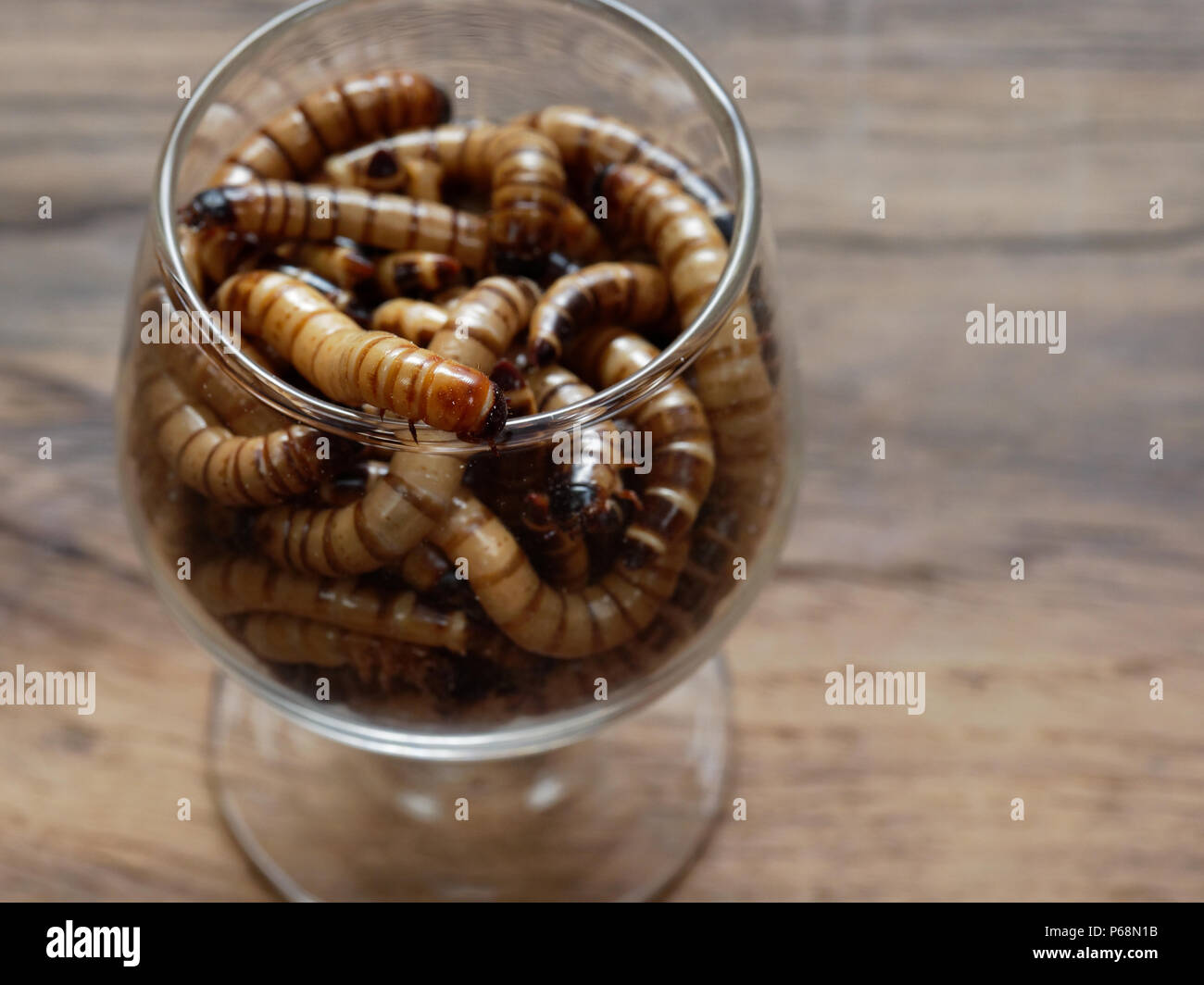 A group of super or giant worms crawl inside small brandy glass over dark wooden surface used as background in exotic pet food, insect, Halloween, celebration, decoration, scary, and haunting concepts Stock Photo