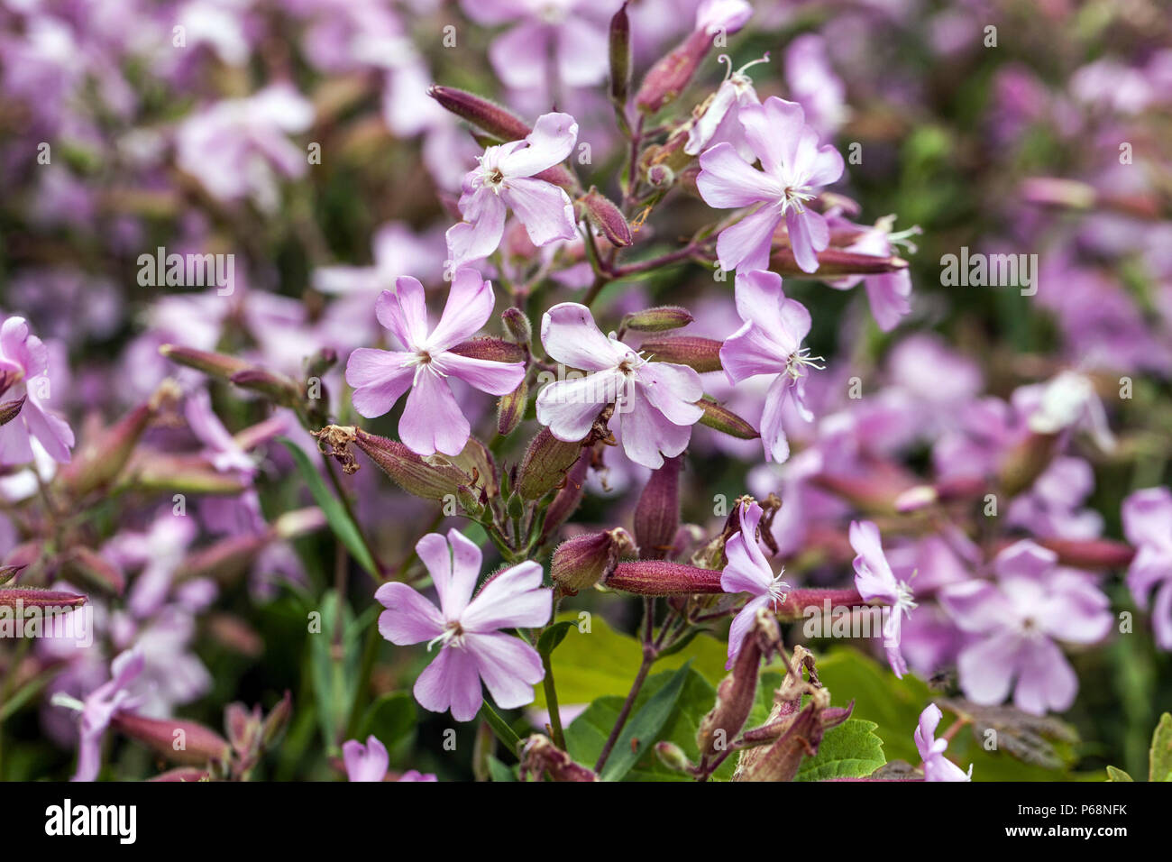 Saponaria x lempergii ' Max Frei ', Soapwort Stock Photo