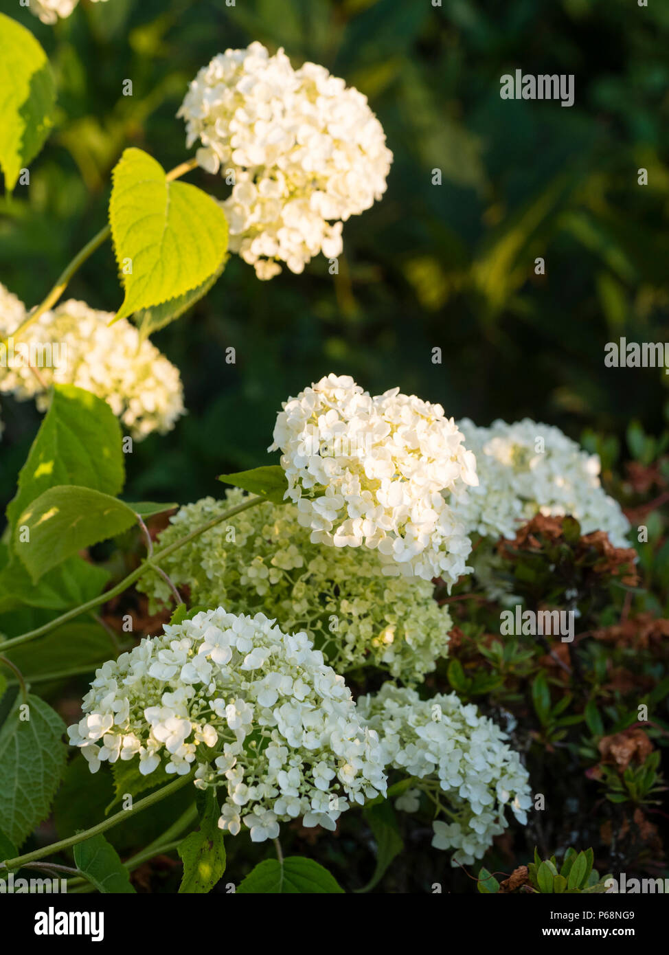 Mophead flower trusses of the tree hydrangea variety, Hydrangea arborescens 'Incrediball', selected for it's non flopping habit Stock Photo