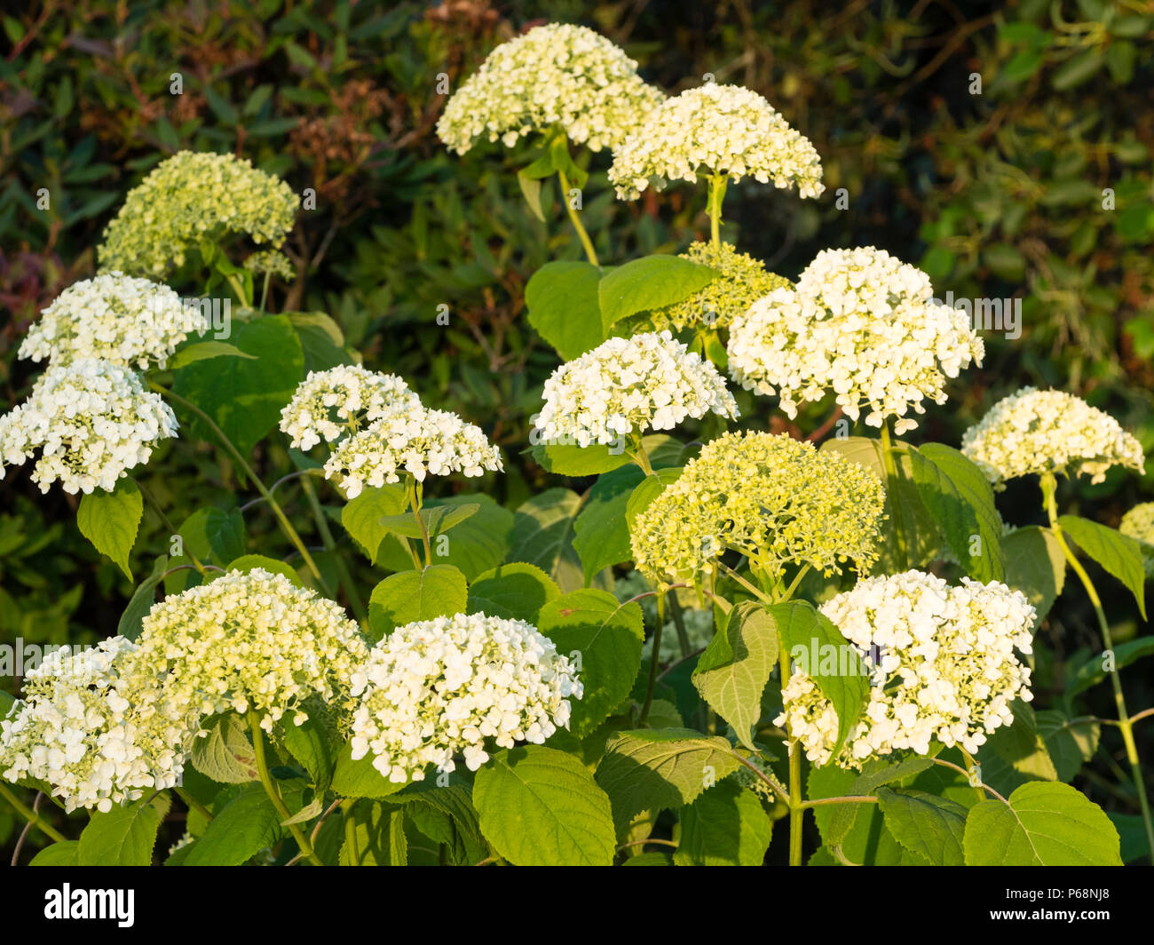 Mophead flower trusses of the tree hydrangea variety, Hydrangea arborescens 'Incrediball', selected for it's non flopping habit Stock Photo