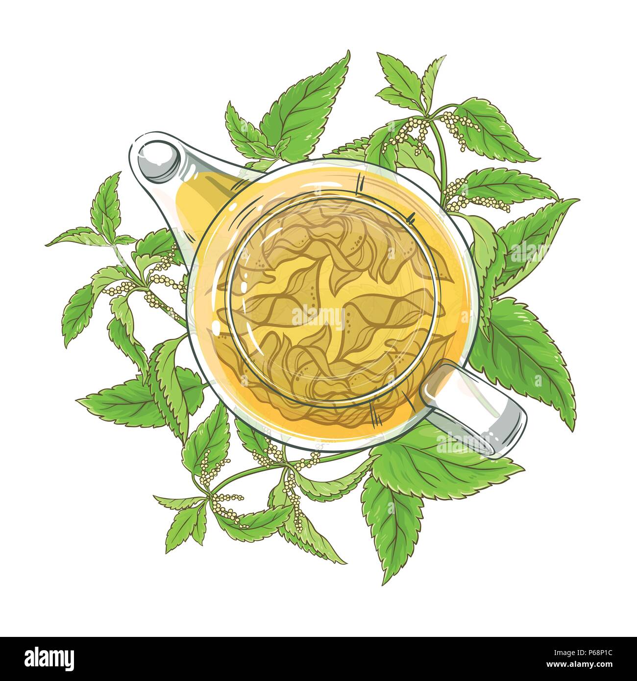nettle tea in teapot illustration on white background Stock Vector