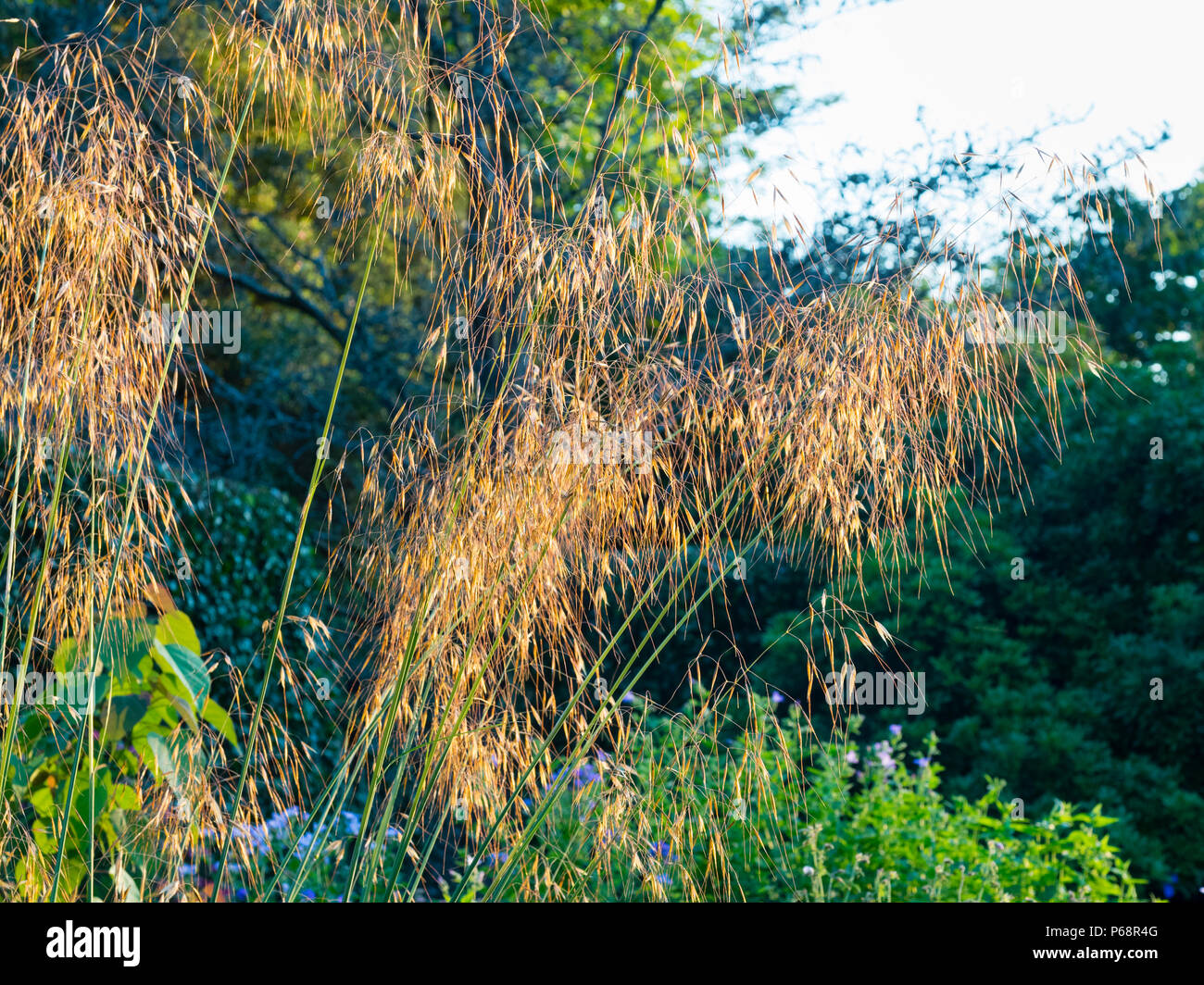 Dangling seed heads of the ornamental grass Stipa gigantea in evening light Stock Photo