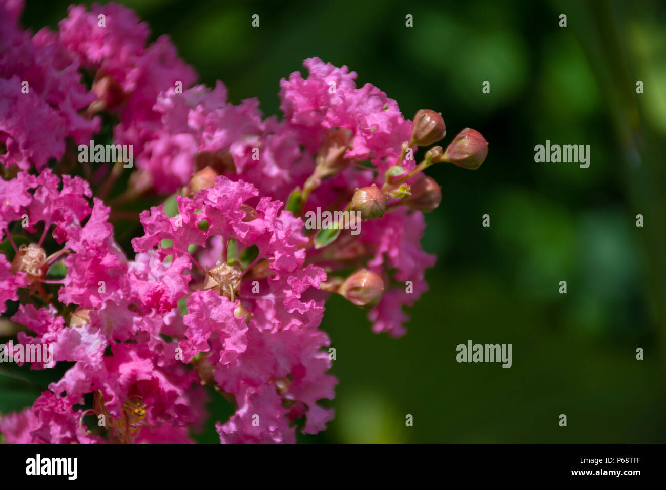 Pink backyard flowers florida hi-res stock photography and images - Alamy