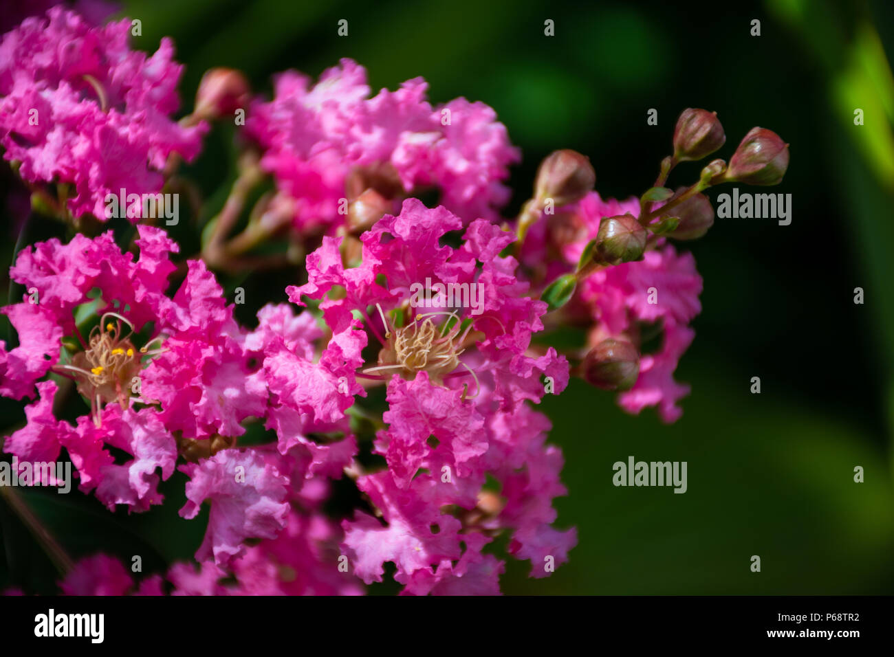 Pink backyard flowers florida hi-res stock photography and images - Alamy