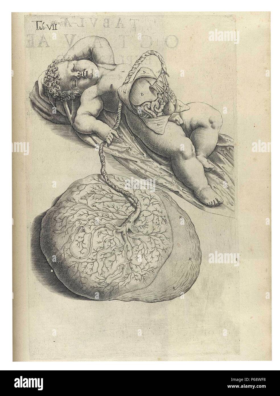 Anatomical drawing of a child's body by Adriaan van den Spiegel (1578-1625). Spiegel was a Flemish anatomist who was born in Brussels and practiced medicine in Padua. He is known as one of the greatest physicians associated with the city. Stock Photo