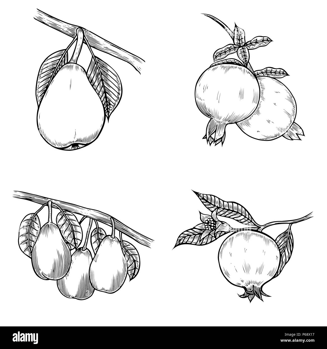 Pomegranate Fruit Cartoon Illustration High Resolution Stock Photography And Images Alamy