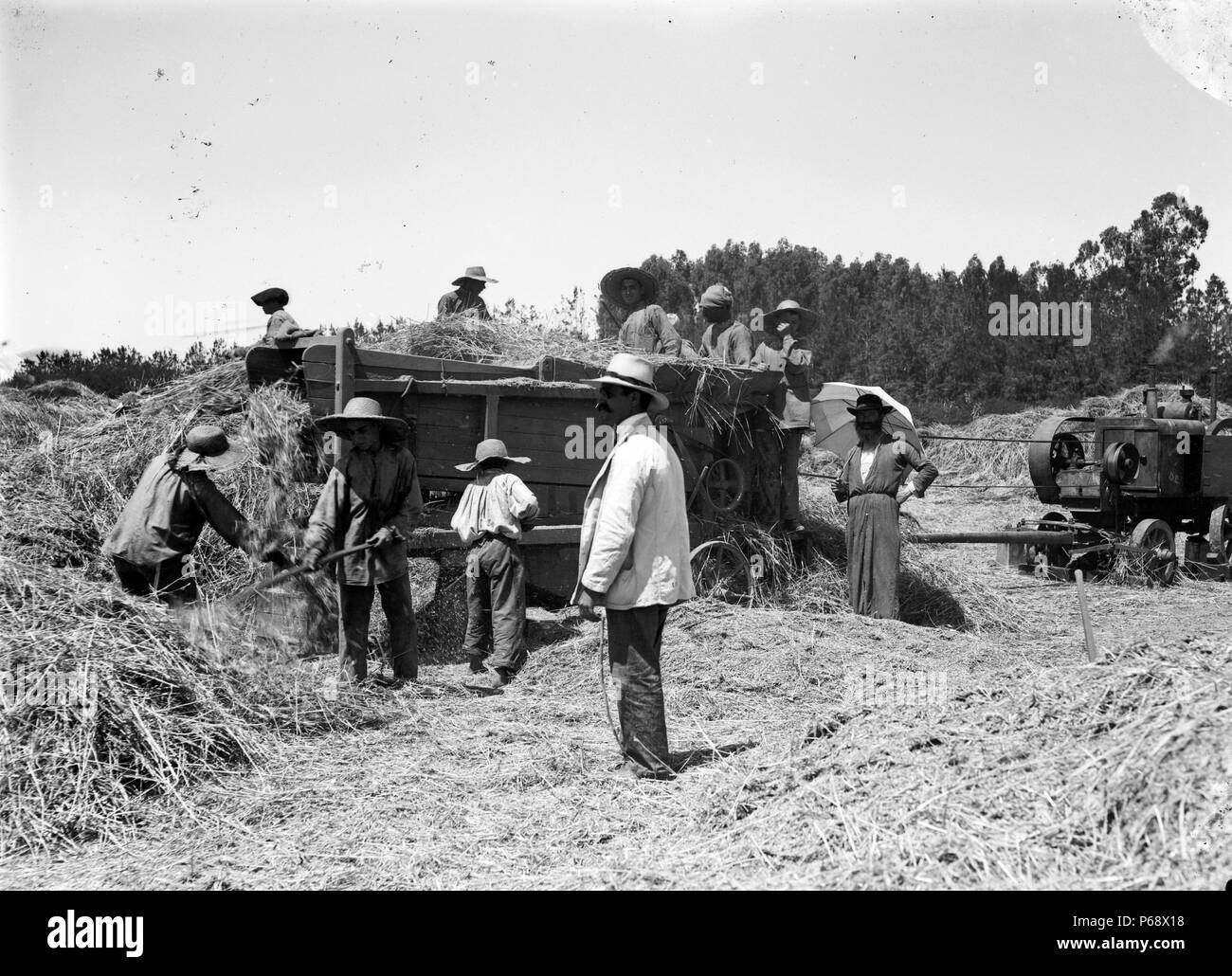 Photograph of an Israel agricultural school shows students harvesting hay. Stock Photo