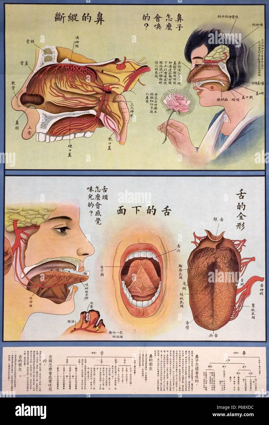 A Chinese medical poster, that shows detailed images of the anatomy of the nose and the anatomy of the tongue. Both are complimented with text that explains the structures of both cut-away drawings. Dated c1920 Stock Photo