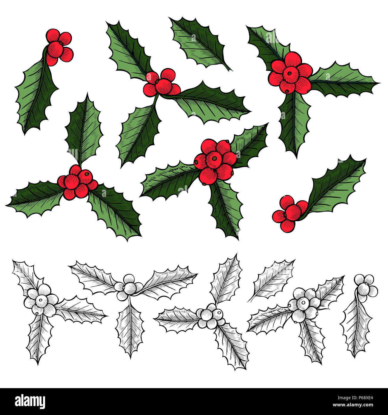 Set of Christmas mistletoe, holly berry with leaves. Hand drawn  illustration. Botanical Xmas decor element. Great for logo, icon, label, holiday deco Stock Photo