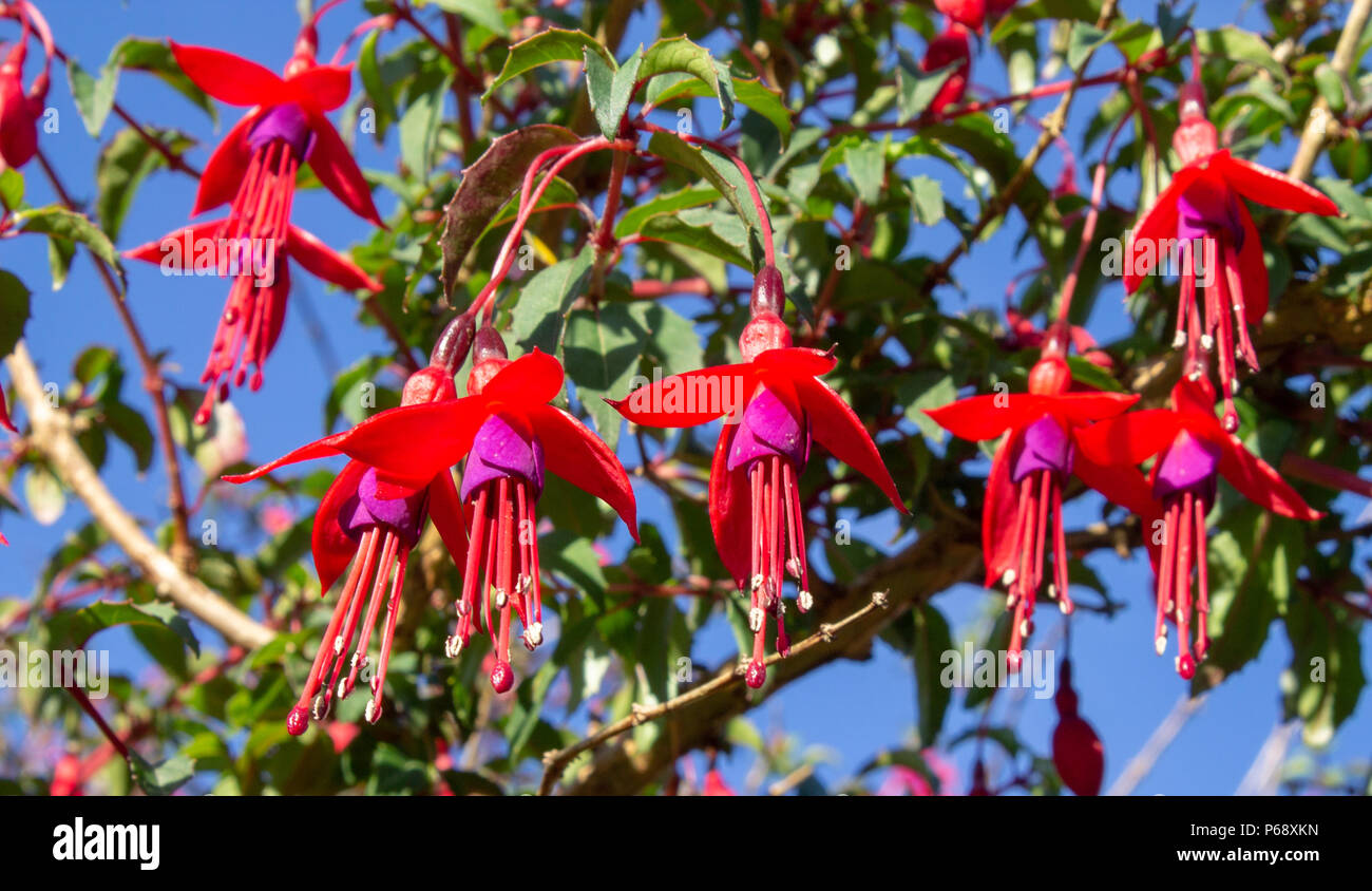 Fuchsia, Fuchsia magellanica flowers hanging from the hedgerow in the bright sun. Stock Photo