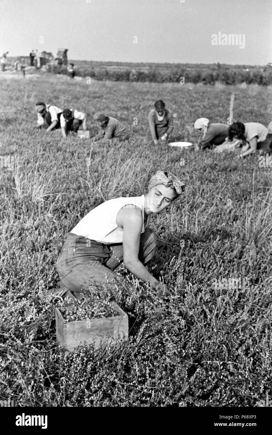 Arthur Rothstein (1915 - 1985) American photographer.; 'Woman picking cranberries'; Burlington County; New Jersey; 1938 during the Great depression Stock Photo