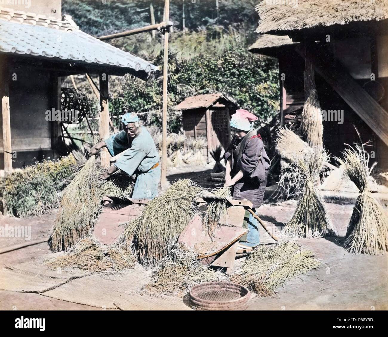 Colour Photograph of Japanese farmers threshing harvested rice. Dated 1890 Stock Photo