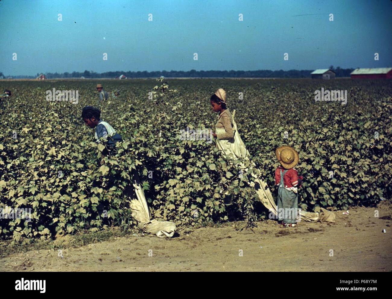 Colour photograph of day labourers picking cotton near Clarksdale, Mississippi Delta. Photographed Marion Post Wolcott (1910-1990) American photographer who worked for the Farm Security Administration during the Great Depression documenting poverty and deprivation. Dated 1940 Stock Photo