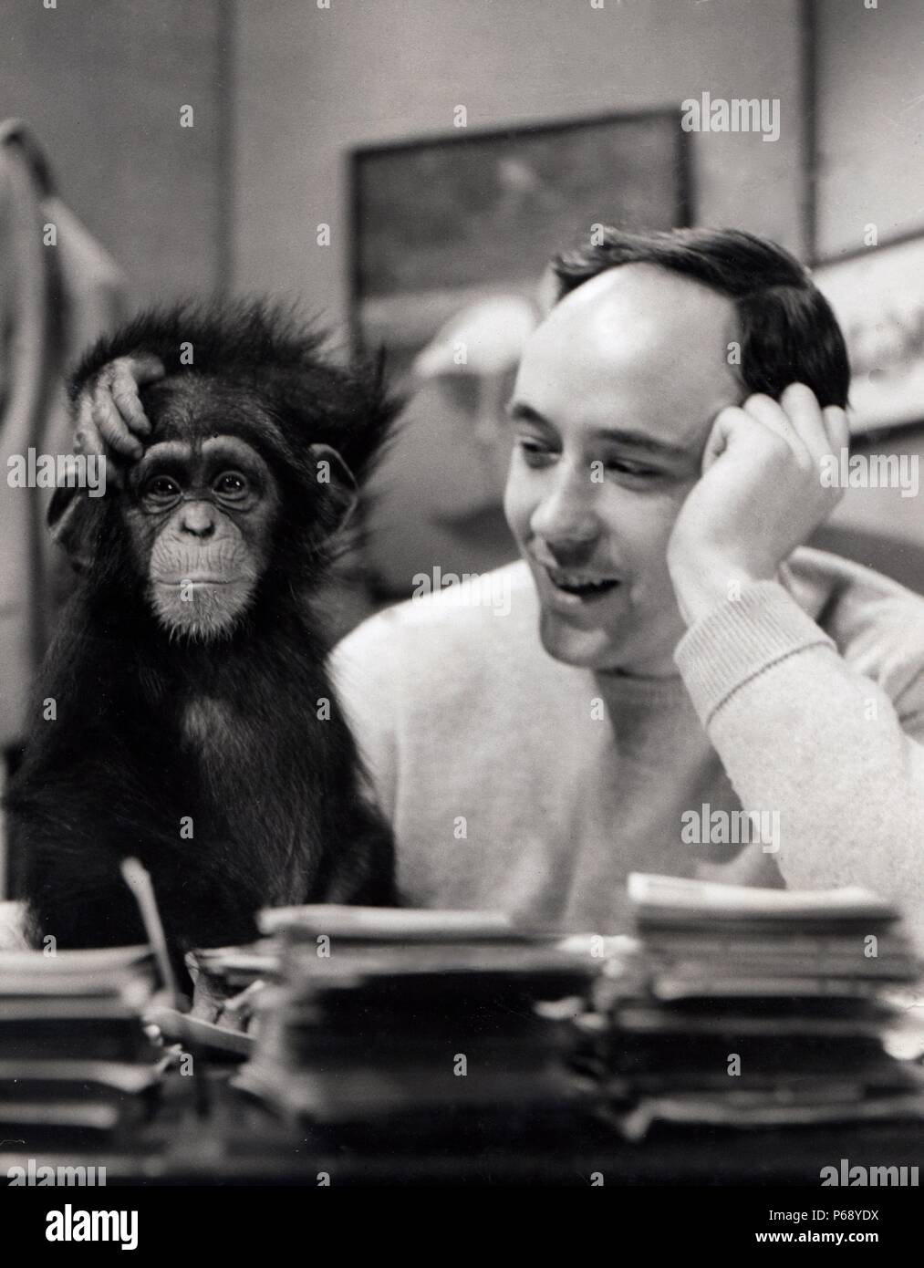 Desmond Morris with the chimpanzee Congo on the Zootime TV programme from the London Zoo, 1956. Stock Photo