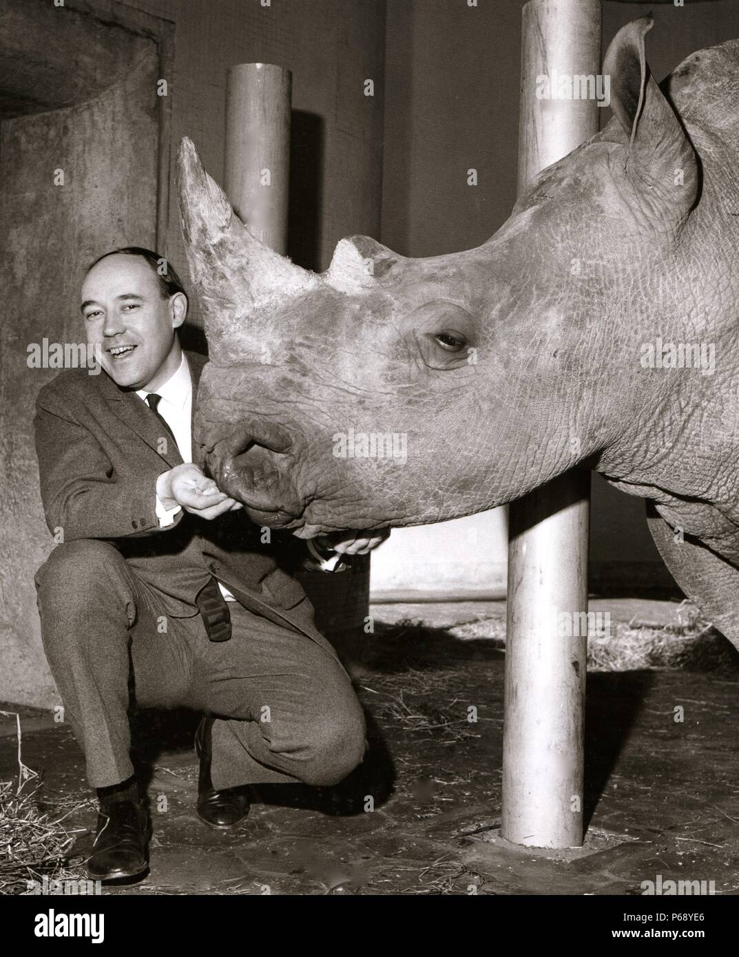 Desmond Morris with a White rhinoceros (Ceratotherium simum) at the London Zoo, 1965. Stock Photo