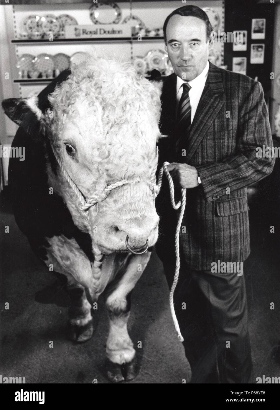Desmond Morris with a live bull in a china shop in Bristol, for BBC TV programme, Beasts of the Field. 1989. Stock Photo