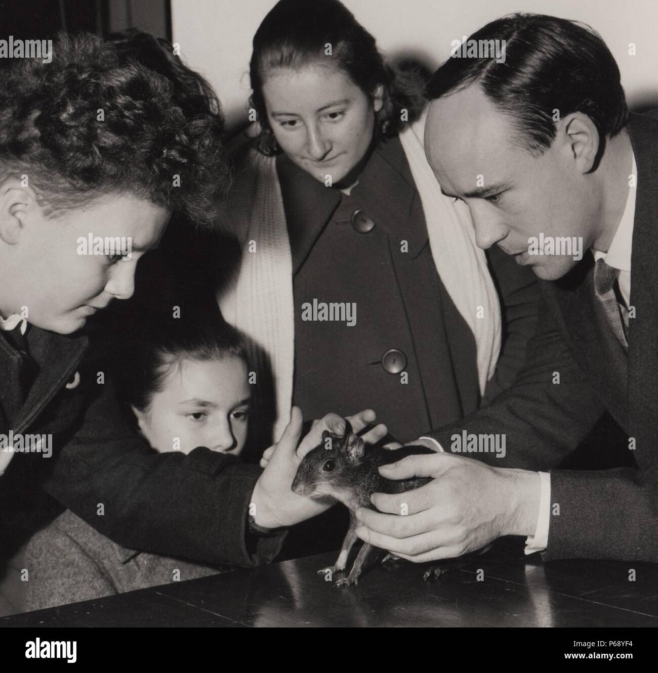 Desmond Morris with a tame green acouchi (Myoprocta) at the London Zoo. 1960. Stock Photo