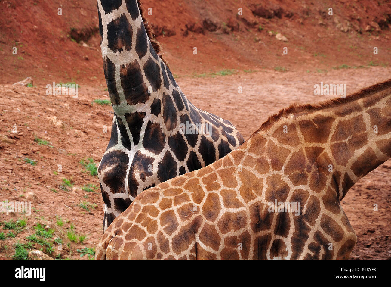 bodies of two giraffes with bright and dark brown fur Stock Photo - Alamy