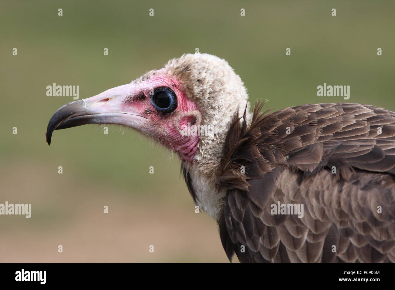 Hooded vulture beak hi-res stock photography and images - Alamy