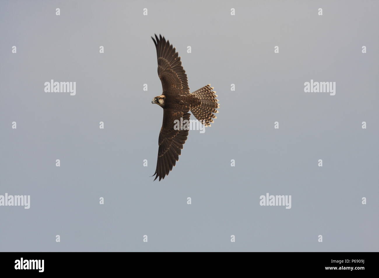 Juvenile lanner falcon hi-res stock photography and images - Alamy