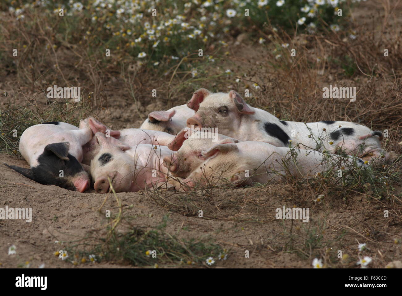 Piglets, at rest, in a natural field, farming in a human way, rearing for meat, these pigs have a good life Stock Photo
