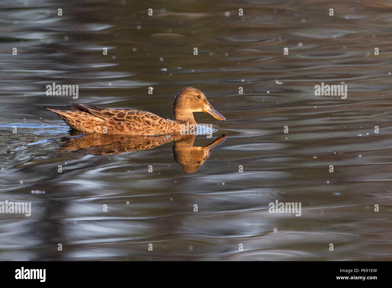 A hen cinnamon teal on water Stock Photo Alamy