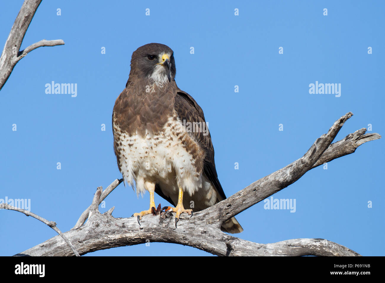 A Swainson's hawk with bloody talons Stock Photo - Alamy