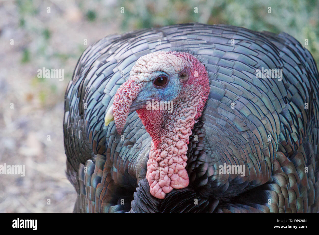 Turkey gobbler hires stock photography and images Alamy
