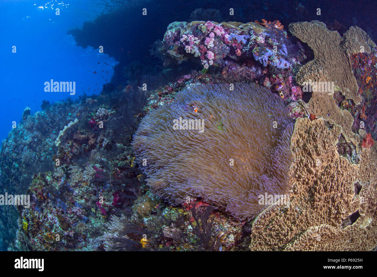 Coral reef with large carpet anemone thrives under cap of a mushroom island. Stock Photo