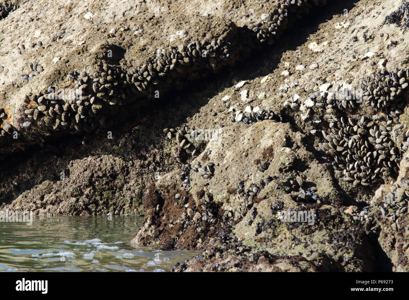Seashells, on a rock face, these mollusk are a foragers source for natural food, from the seas coastal tidal line. Stock Photo