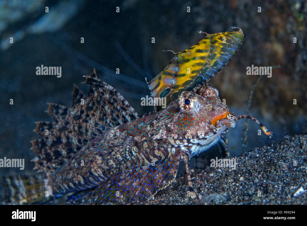 Fingered dragonet (Dactylopus dactylopus) on sea floor of Lembeh Straits, Indonesia. Stock Photo
