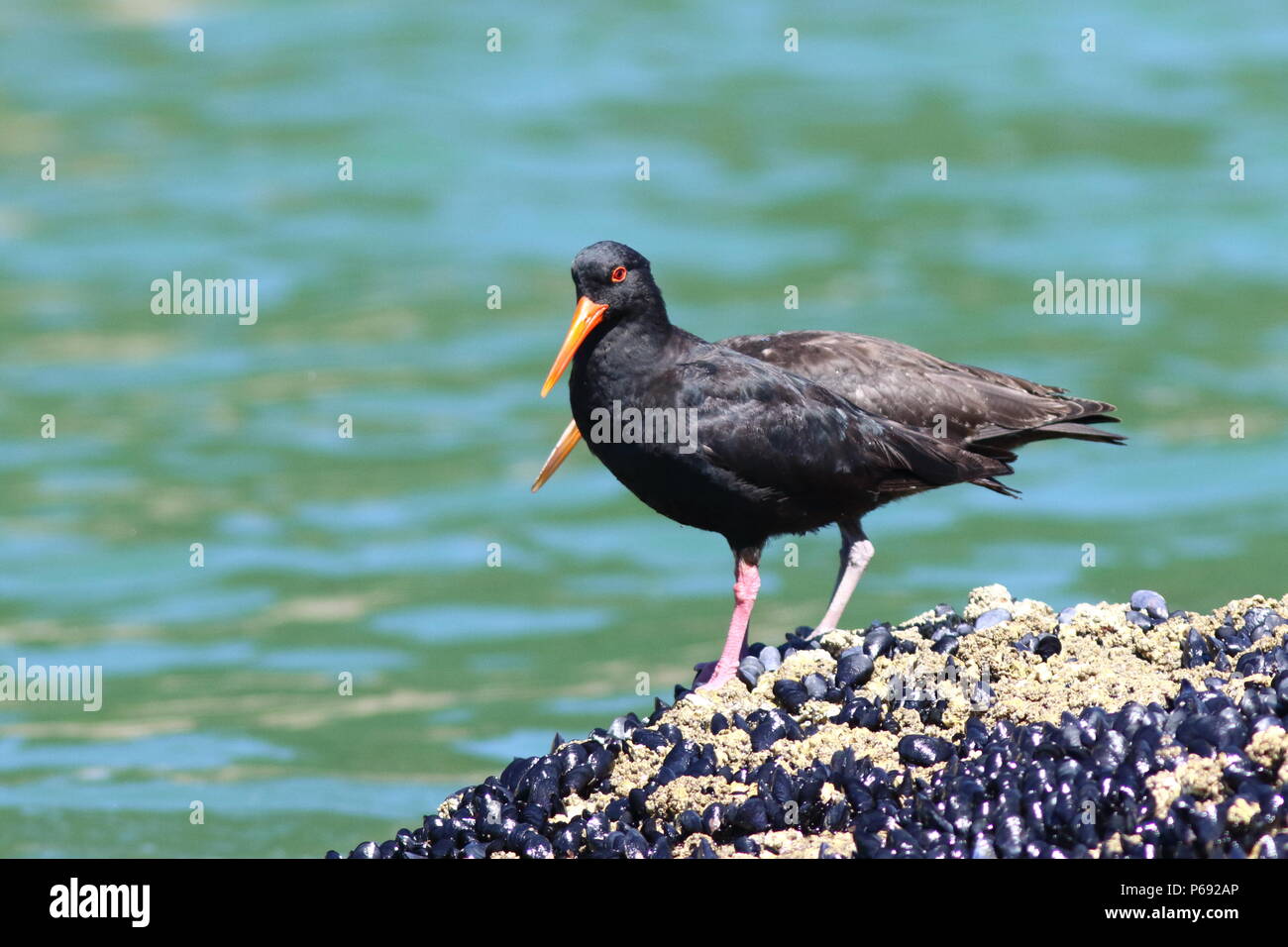 Haematopus unicolor Variable Oystercatcher, adult bird with young one behind, standing on a rock covered in mussels Stock Photo