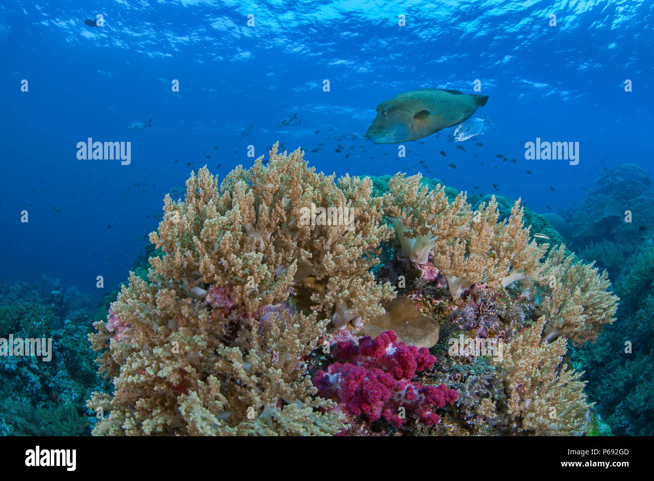 Napoleon or humphead wrasse (Cheilinus undulatus) accompanied by a bluefin trevally (Caranx melampygus) swimming over reef with soft coral in foregrou Stock Photo