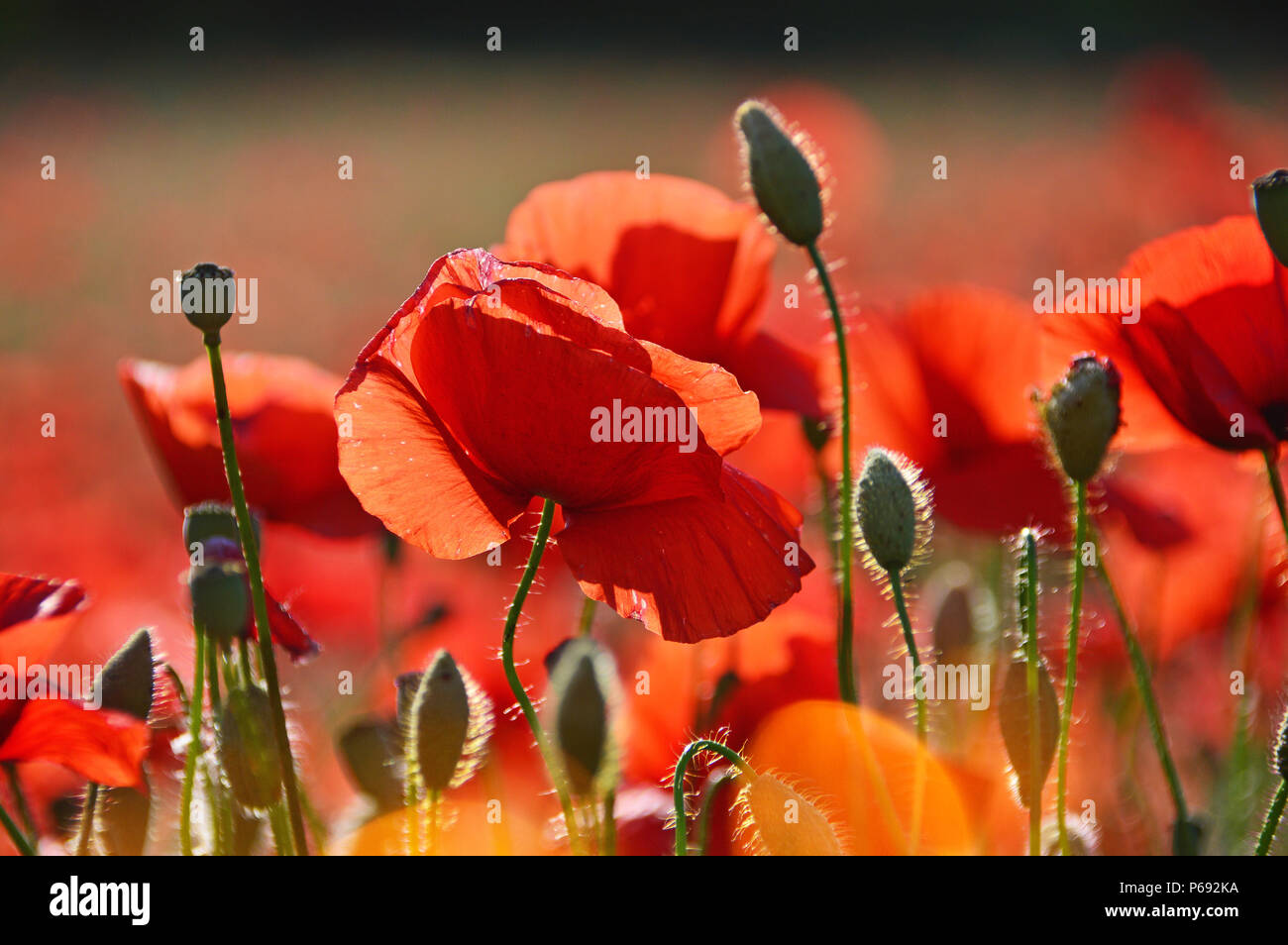 Field red poppy flowers hi-res stock photography and images - Alamy