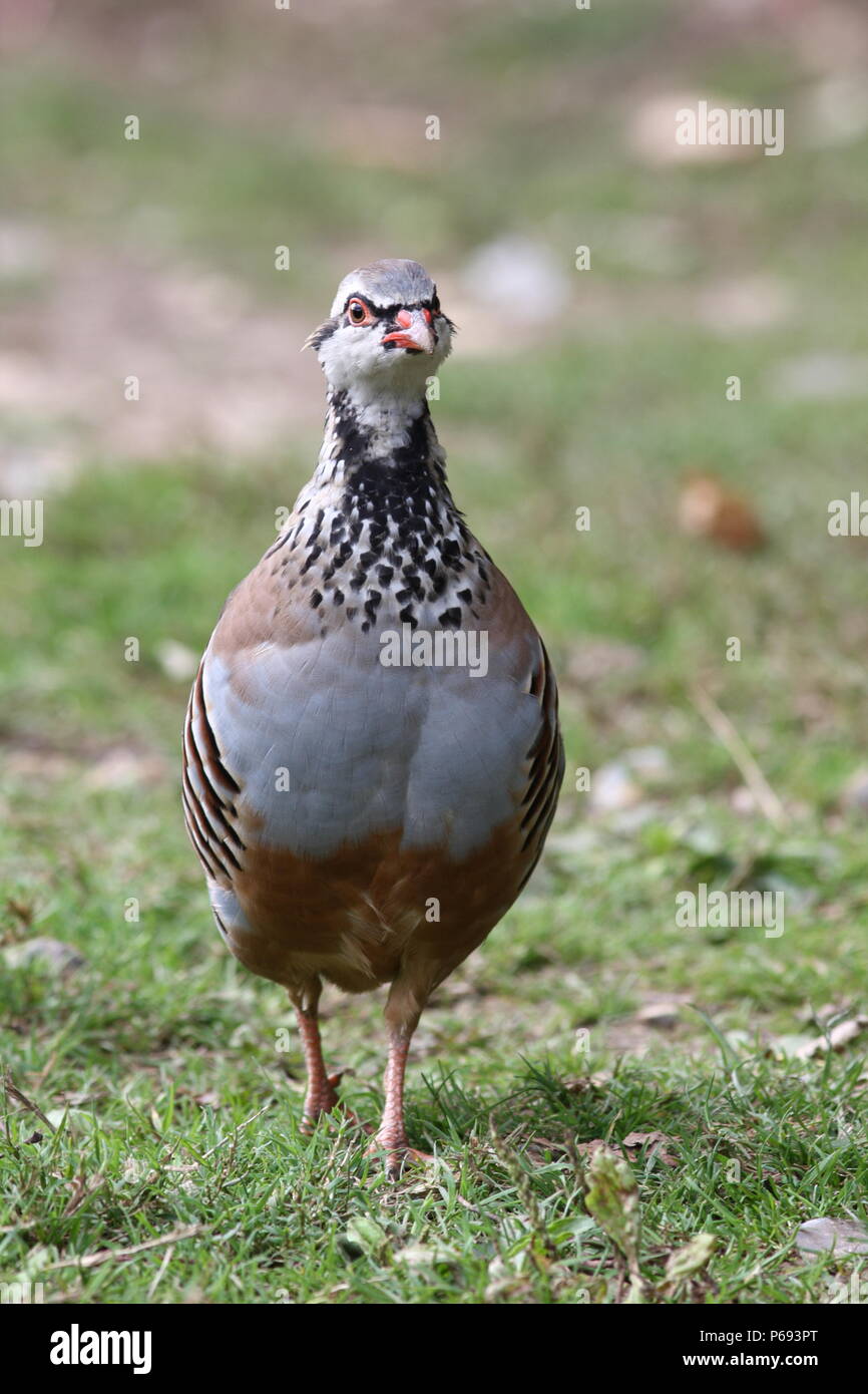 Alectoris rufa, Red Legged Partridge, a bird that is relesed into the countryside for the shooting season Stock Photo