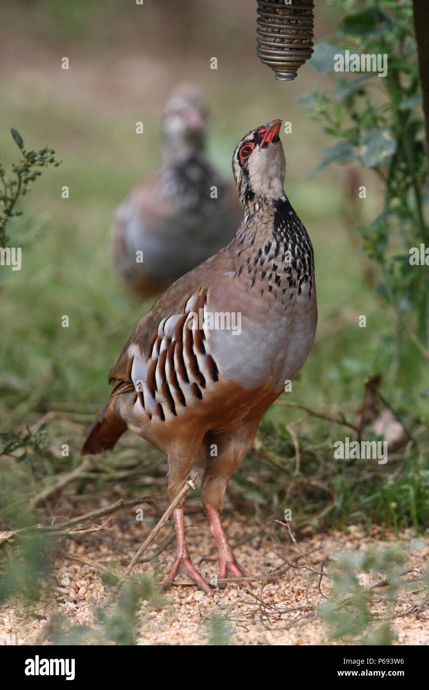 Alectoris rufa, this game bird is feeding at a feeding station for these Red Legged Partridge. Stock Photo
